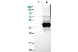 Western Blot analysis of Lane 1: negative control (vector only transfected HEK293T cell lysate) and Lane 2: over-expression lysate (co-expressed with a C-terminal myc-DDK tag in mammalian HEK293T cells) with RTDR1 polyclonal antibody . (RTDR1 anticorps)