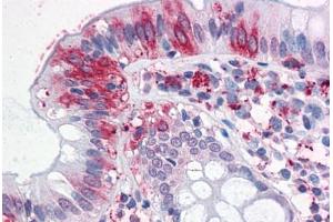 Anti-NPTN antibody  ABIN1049120 IHC staining of human colon. (NPTN anticorps  (Internal Region))