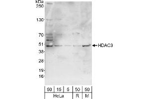 Western Blotting (WB) image for anti-Histone Deacetylase 3 (HDAC3) (C-Term) antibody (ABIN7453872)