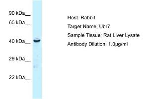 Host: Rabbit Target Name: UBR7 Sample Tissue: Rat Liver Antibody Dilution: 1ug/ml (UBR7 anticorps  (N-Term))