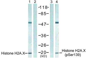 Western blot analysis of extract from 293 cells untreated or treated with UV, using Histone H2A. (H2AFX anticorps  (pSer139))