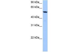 C18ORF54 antibody used at 1 ug/ml to detect target protein. (C18orf54 anticorps)