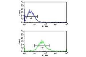 G6PD antibody flow cytometric analysis of MCF-7 cells (green) compared to a negative control (blue).
