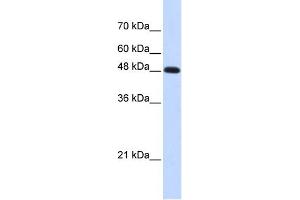 WB Suggested Anti-POLM Antibody Titration: 0. (POLM anticorps  (Middle Region))