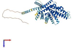 AlphaFold protein structure predicition of Human Recombinant SOAT1 Protein, UniprotID P35610