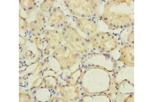 Immunohistochemistry of paraffin-embedded human kidney tissue using ABIN7150316 at dilution of 1:100 (GINS2 anticorps  (AA 1-185))