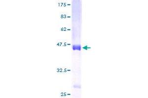 Zymogen Granule Protein 16 Homolog B (ZG16B) (AA 18-172) protein (GST tag)