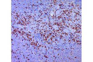 Paraformaldehyde-fixed, paraffin embedded rat spleen, Antigen retrieval by boiling in sodium citrate buffer (pH6.