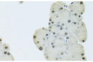 Immunohistochemistry of paraffin-embedded Mouse pancreas using FIP1L1 Polyclonal Antibody at dilution of 1:100 (40x lens).