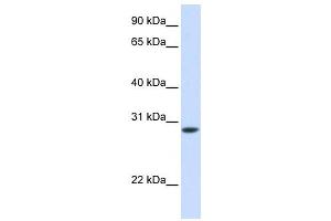 Western Blotting (WB) image for anti-Fast Skeletal Troponin T (TNNT3) antibody (ABIN2459480) (TNNT3 anticorps)