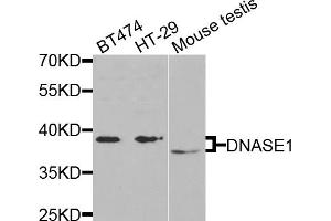 Western blot analysis of extracts of various cell lines, using DNASE1 antibody (ABIN5971366) at 1/1000 dilution. (DNASE1 anticorps)