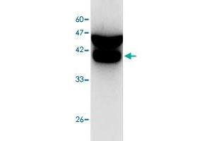 Western blot analysis of SW480 whole cell lystae with CDC42 monoclonal antibody, clone 1  at 1:1000 dilution. (CDC42 anticorps)