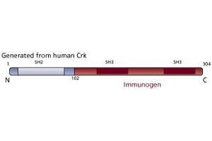 Image no. 3 for anti-V-Crk Sarcoma Virus CT10 Oncogene Homolog (Avian) (CRK) (AA 102-304) antibody (ABIN967703) (Crk anticorps  (AA 102-304))