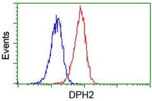 Image no. 6 for anti-Diphthamide Biosynthesis Protein 2 (DPH2) antibody (ABIN1497892)