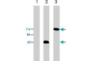 Western blot analysis using Arhgef2 polyclonal antibody  on HEK293 cell transfected with vector alone (lane 1), Arhgef2-short (lane 2) and Arhgef2-long (lane 3). (ARHGEF2 anticorps)