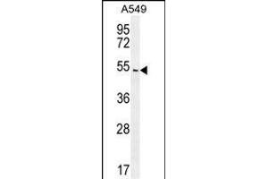 ARRB1 Antibody (C-term) (ABIN655944 and ABIN2845333) western blot analysis in A549 cell line lysates (35 μg/lane). (beta Arrestin 1 anticorps  (C-Term))