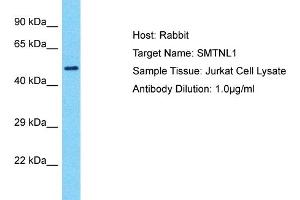 Host: Rabbit Target Name: SMTNL1 Sample Type: Jurkat Whole Cell lysates Antibody Dilution: 1. (SMTNL1 anticorps  (N-Term))