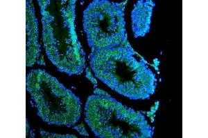 IF analysis of DDX4 using anti-DDX4 antibody (ABIN7601203). (DDX4 anticorps  (AA 3-666))