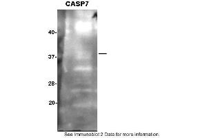 Sample: SH-SY5Y cells,  2. (Caspase 7 anticorps  (N-Term))