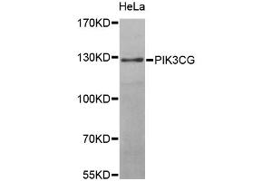 Western blot analysis of extracts of HeLa cells, using PIK3CG antibody (ABIN5970096) at 1/1000 dilution. (PIK3 gamma anticorps)