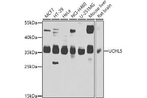 Western blot analysis of extracts of various cell lines, using UCHL5 antibody (ABIN6132764, ABIN6149872, ABIN6149874 and ABIN6223990) at 1:1000 dilution. (UCHL5 anticorps  (AA 1-328))