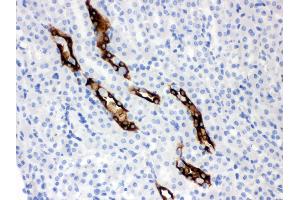 Anti- Aquaporin 2 Picoband antibody, IHC(P) IHC(P): Mouse Kidney Tissue (AQP2 anticorps  (C-Term))