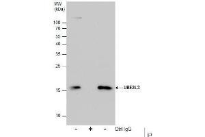 IP Image Immunoprecipitation of UBE2L3 protein from HeLa whole cell extracts using 5 μg of UBE2L3 antibody, Western blot analysis was performed using UBE2L3 antibody, EasyBlot anti-Rabbit IgG  was used as a secondary reagent. (UBE2L3 anticorps  (C-Term))