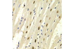 Immunohistochemistry of paraffin-embedded rat heart using KPNA4 Antibody.