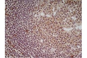Immunoperoxidase staining of a human tonsil cryosection with Mouse anti Human CD70 antibody, clone Bu69 followed by the Histar setection system. (CD70 anticorps)