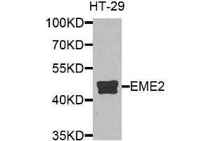 Western blot analysis of extracts of HT-29 cells, using EME2 antibody.