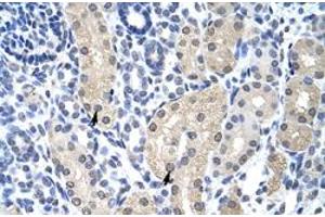 Immunohistochemical staining (Formalin-fixed paraffin-embedded sections) of human kidney with APTX polyclonal antibody  at 4-8 ug/mL working concentration. (Aprataxin anticorps  (C-Term))