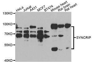 Western blot analysis of extracts of various cell lines, using SYNCRIP antibody.