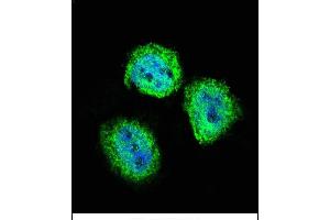 Confocal immunofluorescent analysis of STAT4 Antibody (C-term) (ABIN657644 and ABIN2846639) with Hela cell followed by Alexa Fluor 488-conjugated goat anti-rabbit lgG (green). (STAT4 anticorps  (C-Term))