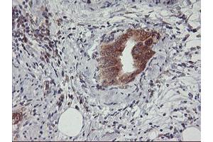 Image no. 7 for anti-Ubiquitin Specific Peptidase 10 (USP10) antibody (ABIN1501688)