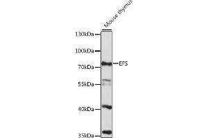 Western blot analysis of extracts of mouse thymus, using EFS antibody (ABIN7266930) at 1:1000 dilution.