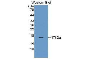 Western Blotting (WB) image for anti-Interleukin 5 (IL5) (AA 20-134) antibody (ABIN3209427) (IL-5 anticorps  (AA 20-134))