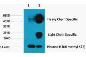 Immunoprecipitation (IP) analysis: 1) Input: Hela Cell Lysate 2) IP product: IP dilute 1:200
