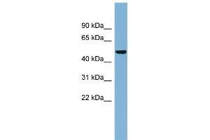 WB Suggested Anti-SMYD1 Antibody Titration:  0. (SMYD1 anticorps  (N-Term))