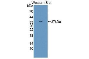 Western Blotting (WB) image for anti-Interleukin 12 beta (IL12B) (AA 23-329) antibody (ABIN3209538) (IL12B anticorps  (AA 23-329))