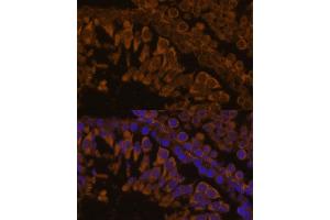 Immunofluorescence analysis of rat testis using ZPBP antibody (ABIN7271569) at dilution of 1:100. (ZPBP anticorps  (AA 45-200))