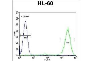 PT Antibody (N-term) (ABIN655715 and ABIN2845165) flow cytometric analysis of HL-60 cells (right histogram) compared to a negative control cell (left histogram). (PTMA anticorps  (N-Term))