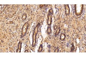 Detection of CLU in Porcine Uterus Tissue using Polyclonal Antibody to Clusterin (CLU)
