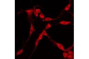 ABIN6274591 staining Hela by IF/ICC.