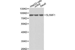 Western blot analysis of extracts of various cell lines, using SLAMF1 antibody. (SLAMF1 anticorps  (AA 21-237))