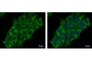 ICC/IF Image AHCYL2 antibody [N3C3] detects AHCYL2 protein at cytoplasm by immunofluorescent analysis. (AHCYL2 anticorps)