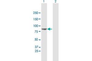 Western Blot analysis of VPS52 expression in transfected 293T cell line by VPS52 MaxPab polyclonal antibody. (VPS52 anticorps  (AA 1-723))