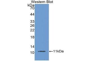 Detection of Recombinant MUC2, Mouse using Polyclonal Antibody to Mucin 2 (MUC2)