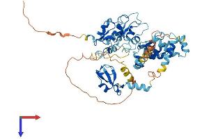 AlphaFold protein structure predicition of Human Recombinant XIAP Protein, UniprotID P98170