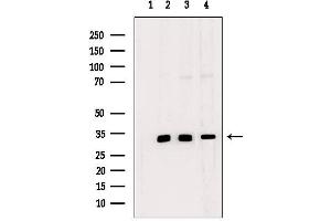 Western blot analysis of extracts from various samples, using MAGG1 Antibody. (Necdin-Like 2 anticorps  (Internal Region))