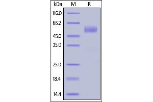 Human NKG2D, Fc Tag (Hied) on  under reducing (R) condition.